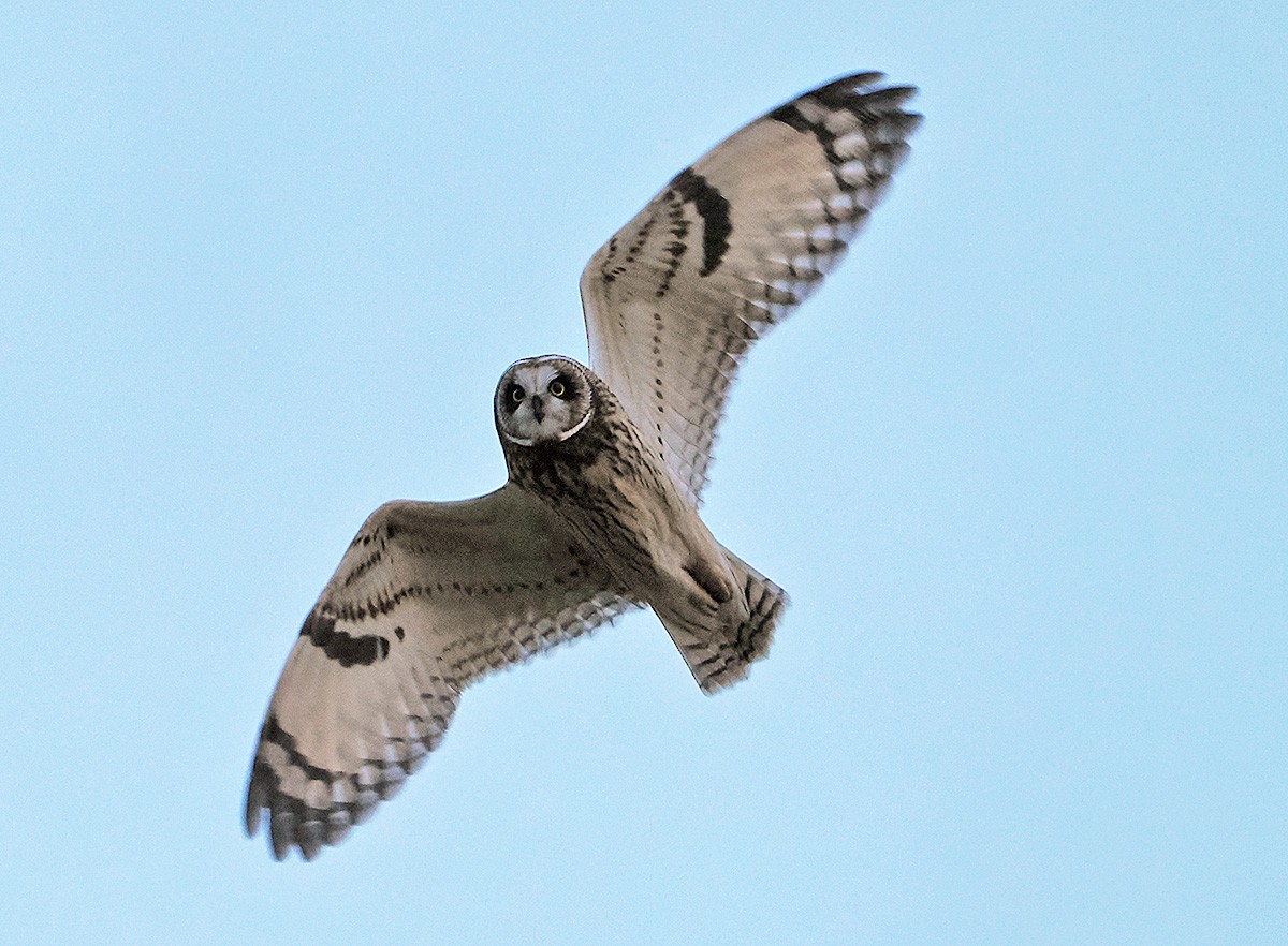 Short-eared Owl - ML645568113