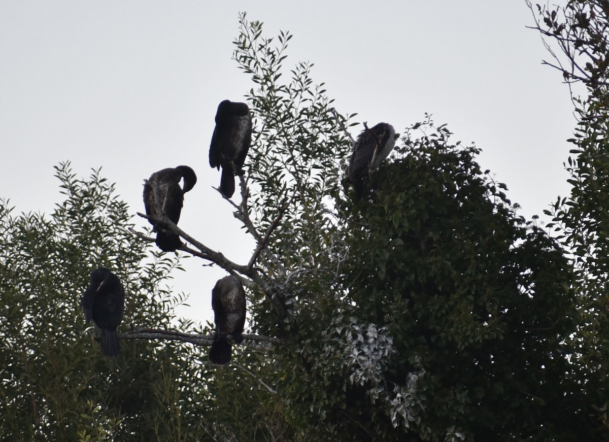 Great Cormorant - ML645568116