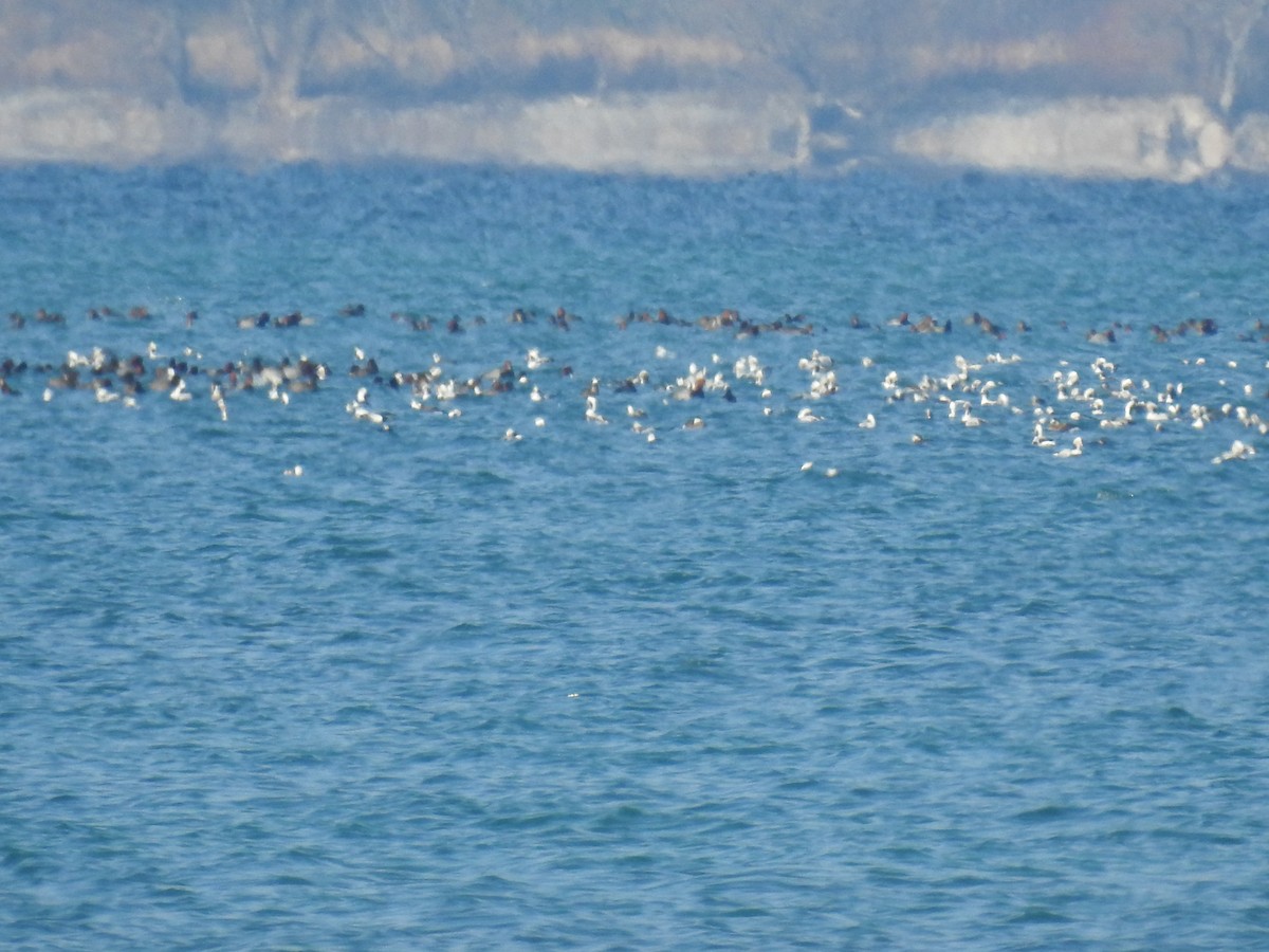 hoholka lední - ML645568119