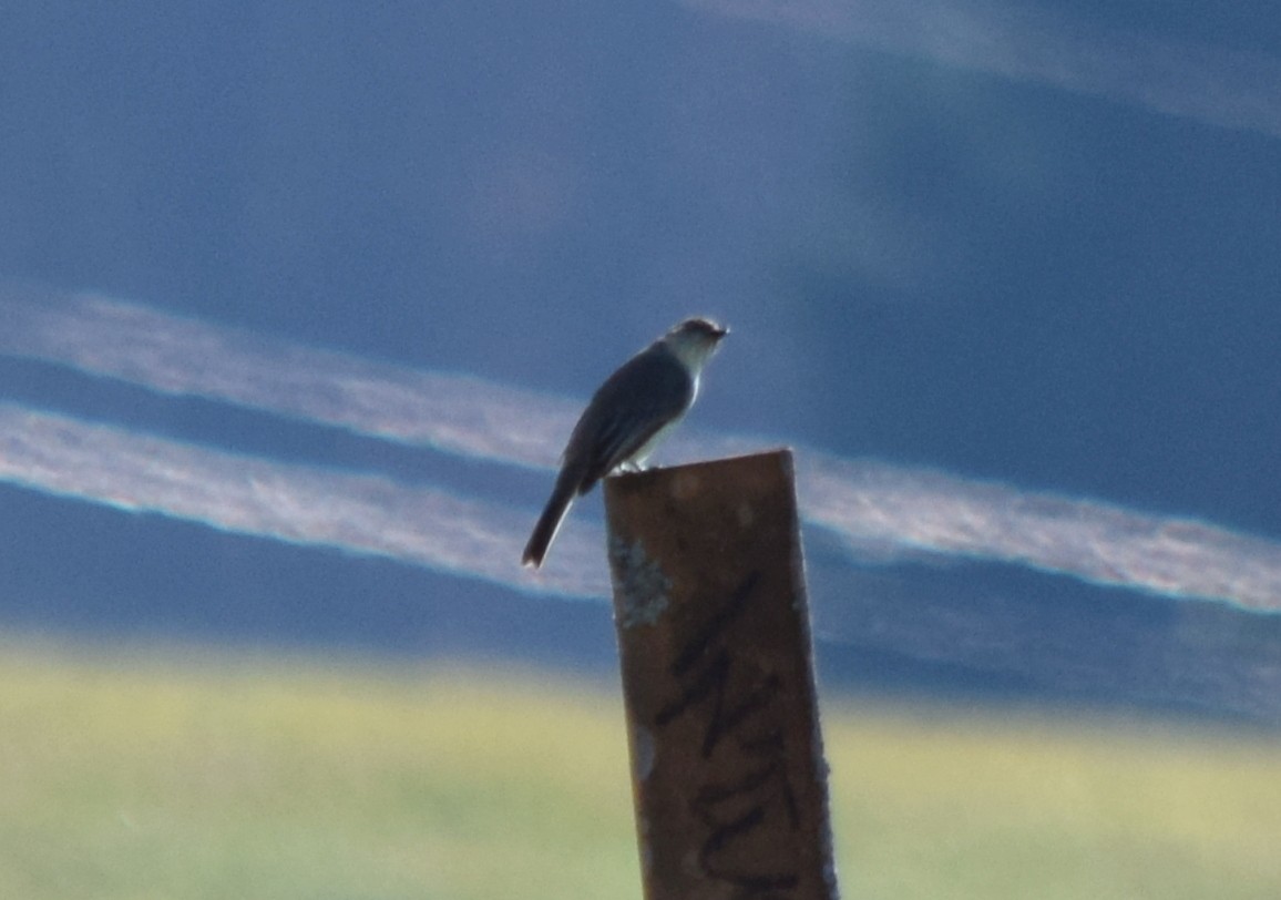 Eastern Phoebe - ML645568121