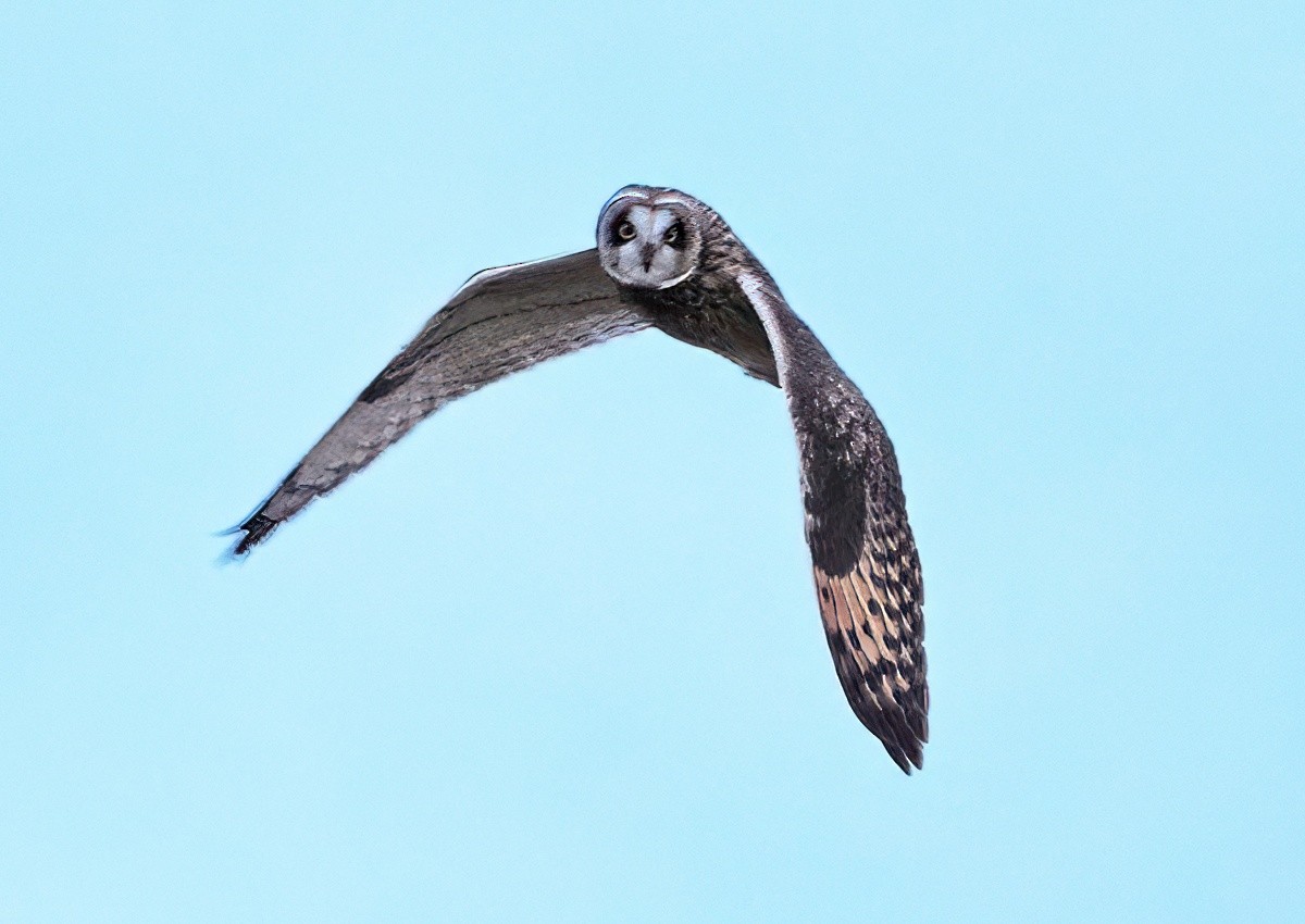 Short-eared Owl - ML645568122
