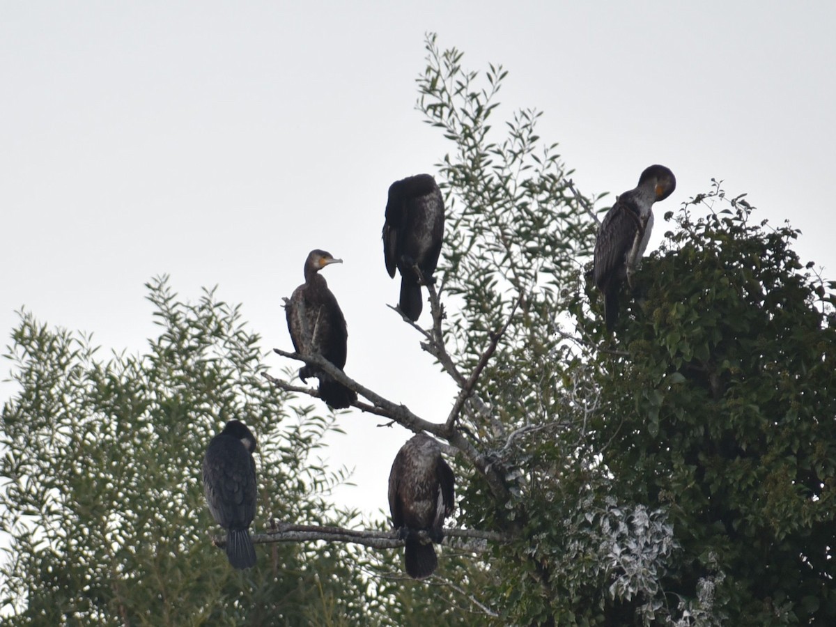 Great Cormorant - ML645568123