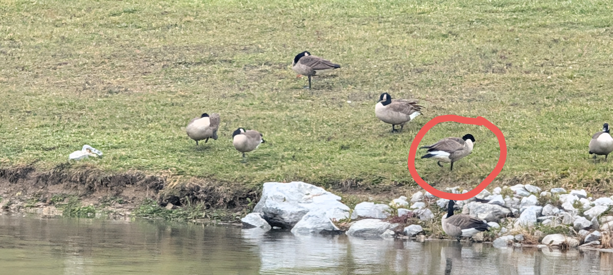 Canada Goose - ML645568125