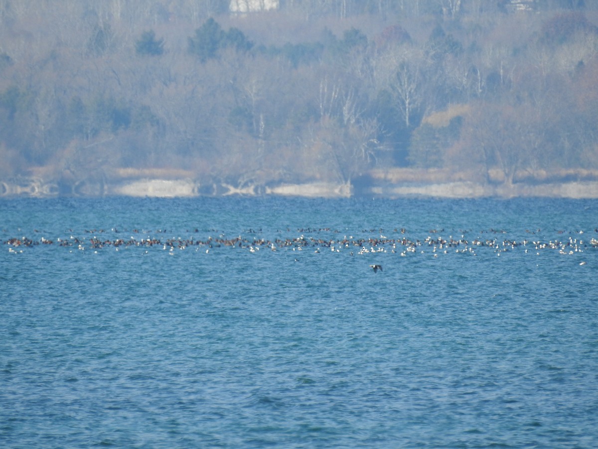 polák americký - ML645568126