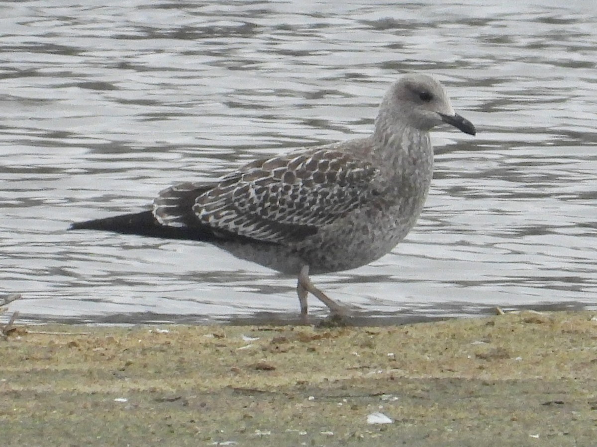 Lesser Black-backed Gull - ML645568128