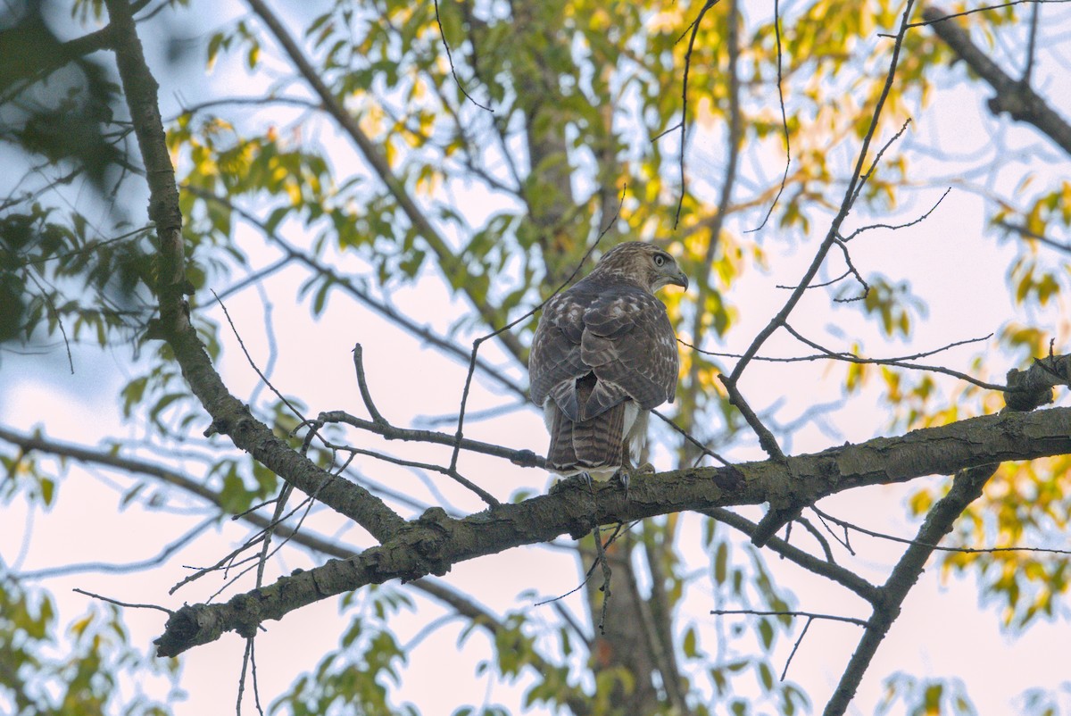 Red-tailed Hawk - ML645568129