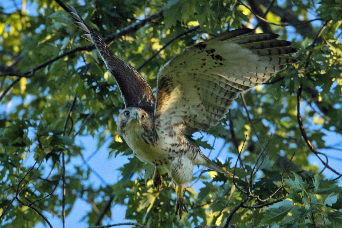 Red-tailed Hawk - ML645568130