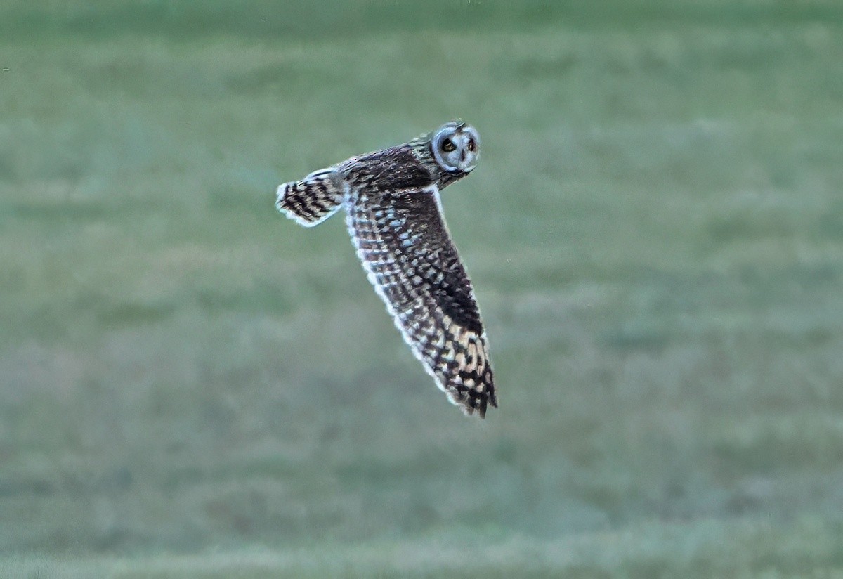 Short-eared Owl - ML645568131
