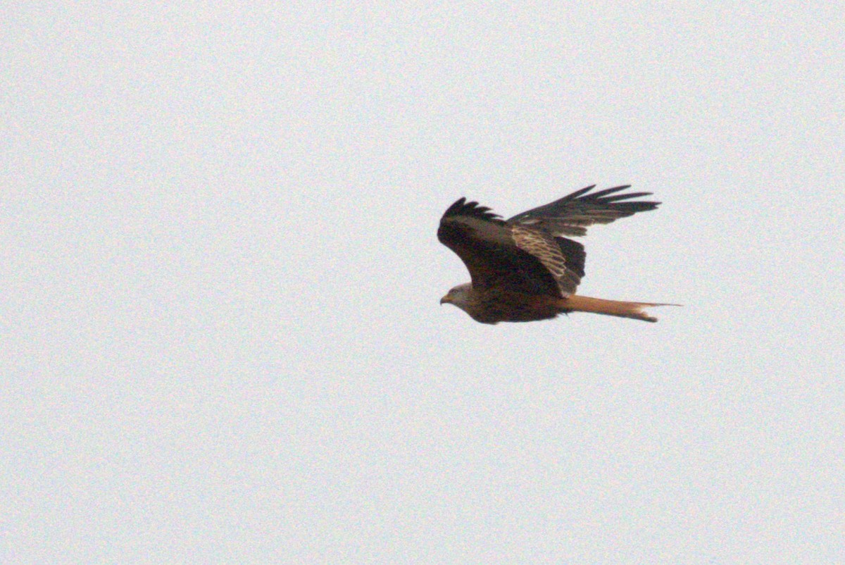 Red Kite - ML645568133