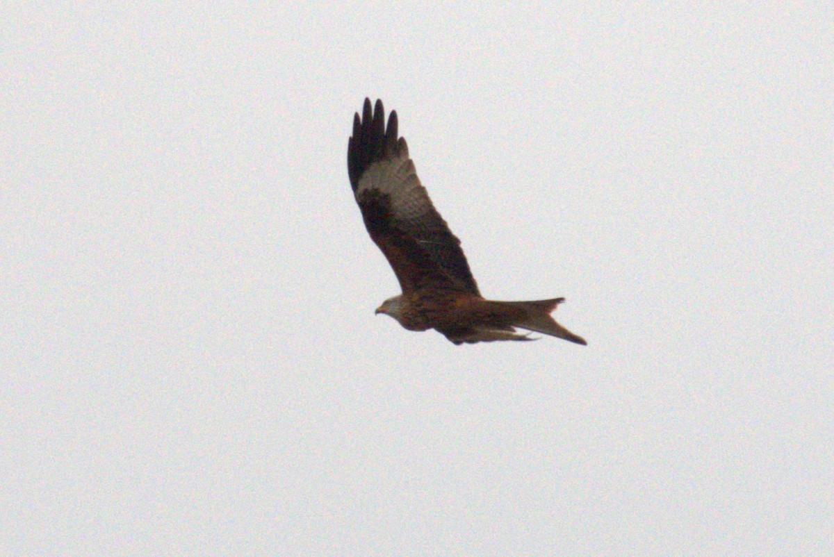 Red Kite - ML645568134
