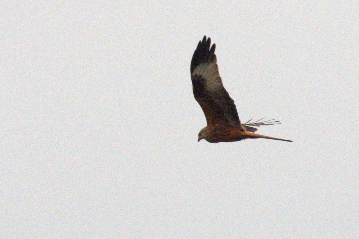 Red Kite - ML645568135