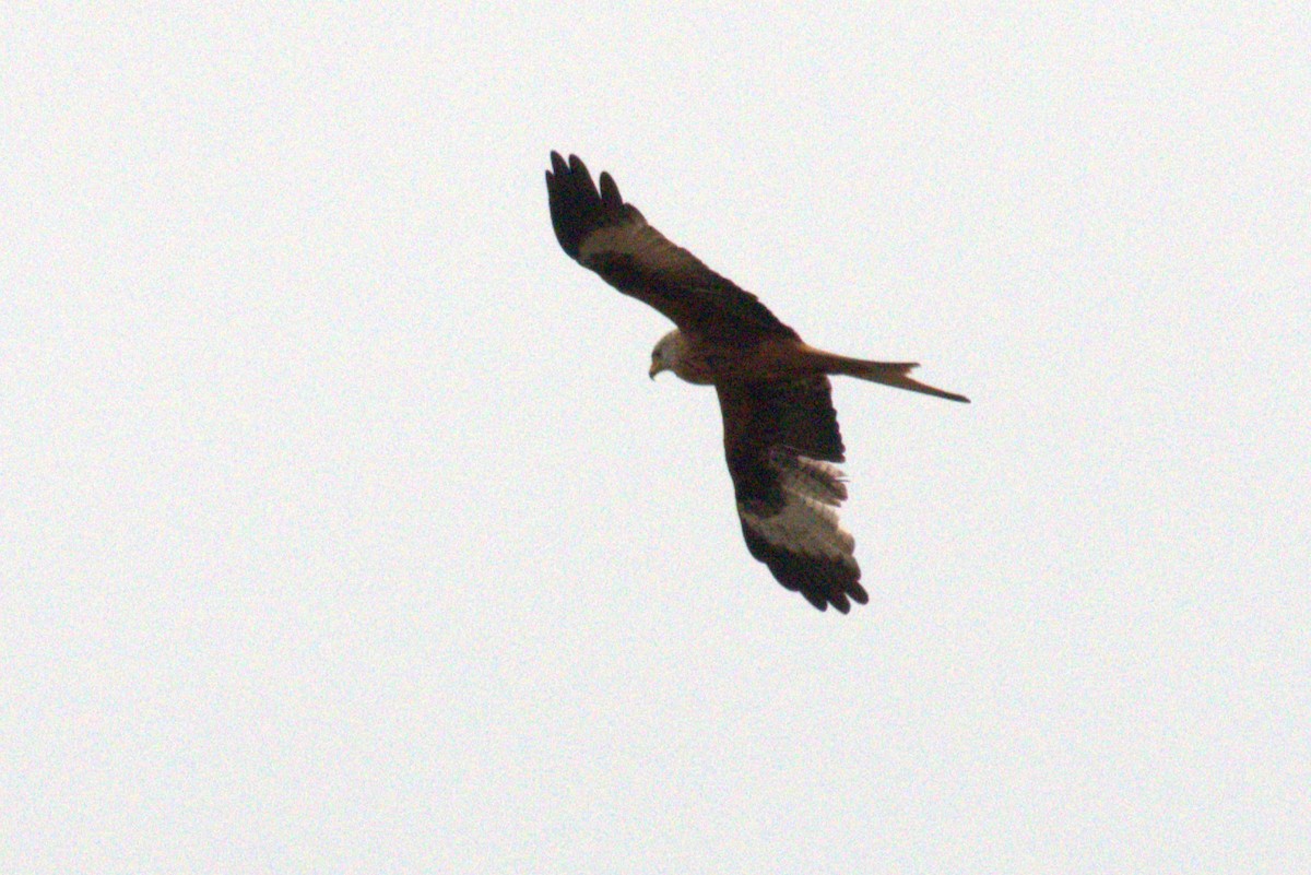 Red Kite - ML645568136