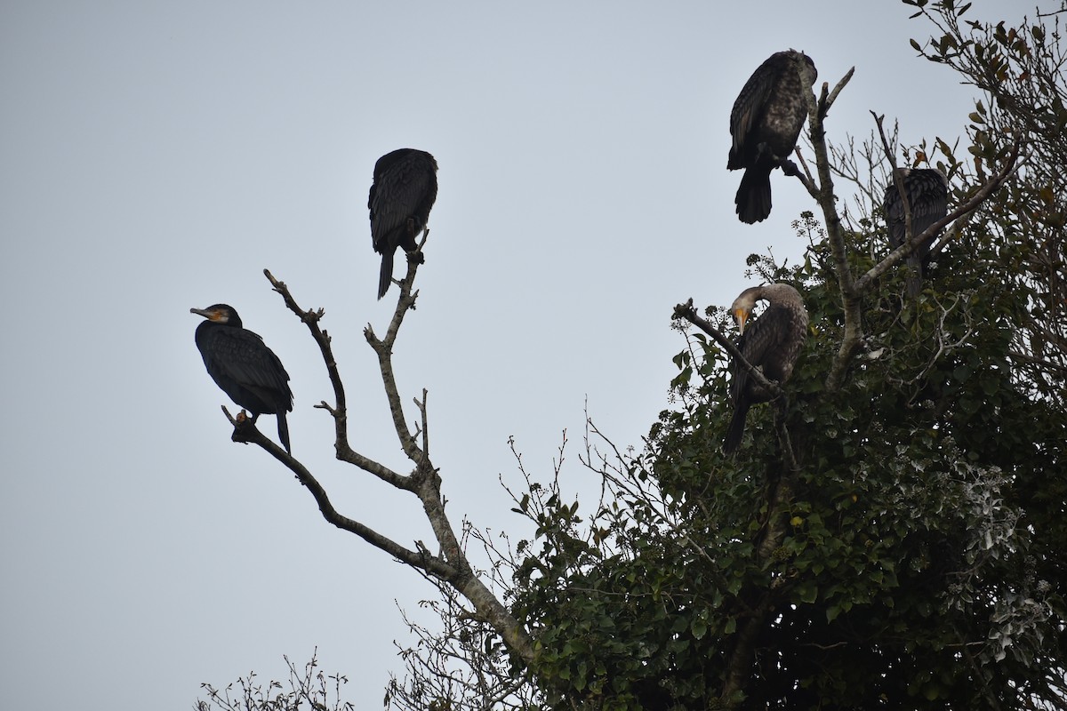 Great Cormorant - ML645568137