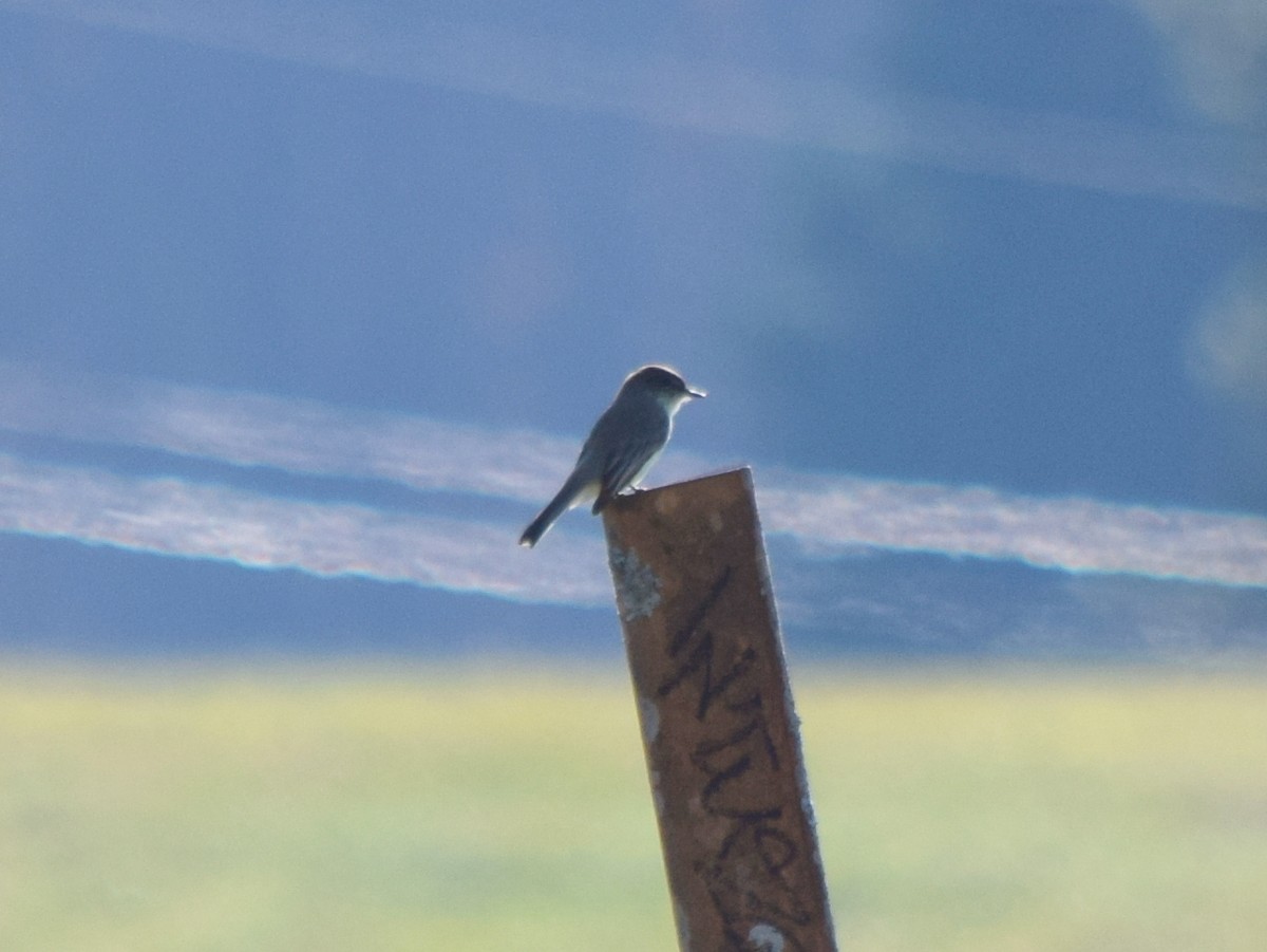 Eastern Phoebe - ML645568138