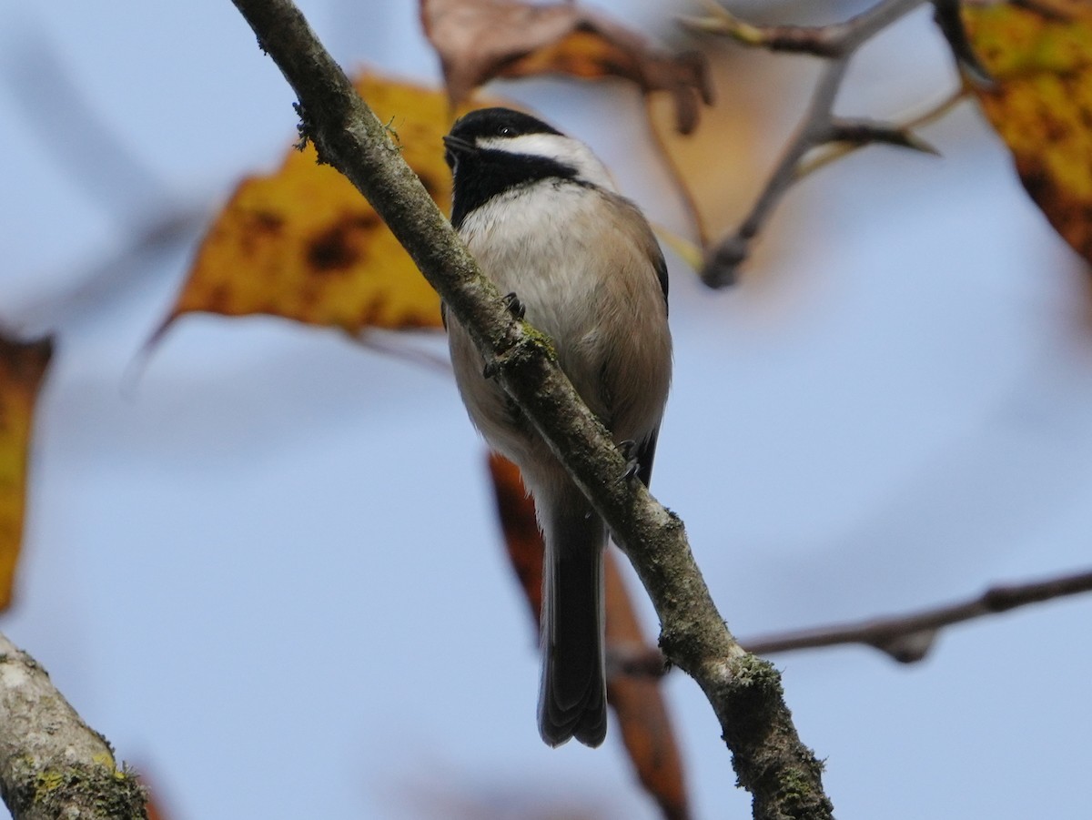 Black-capped Chickadee - ML645568139