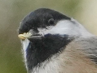 Black-capped Chickadee - ML645568140