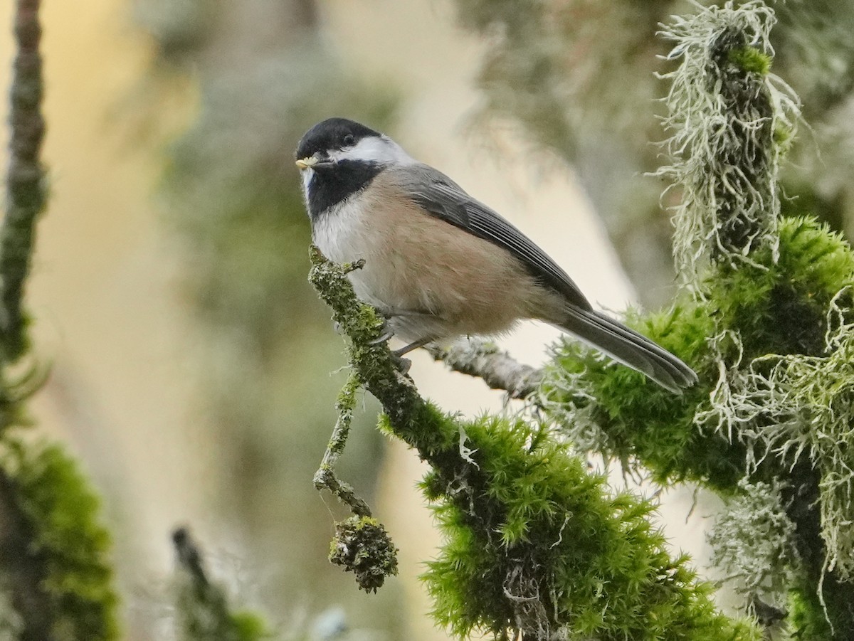 Black-capped Chickadee - ML645568141