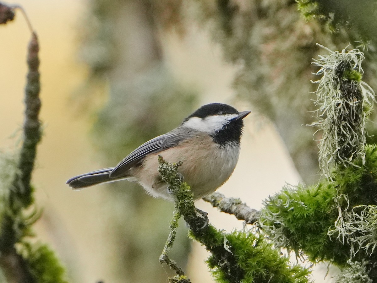 Black-capped Chickadee - ML645568142