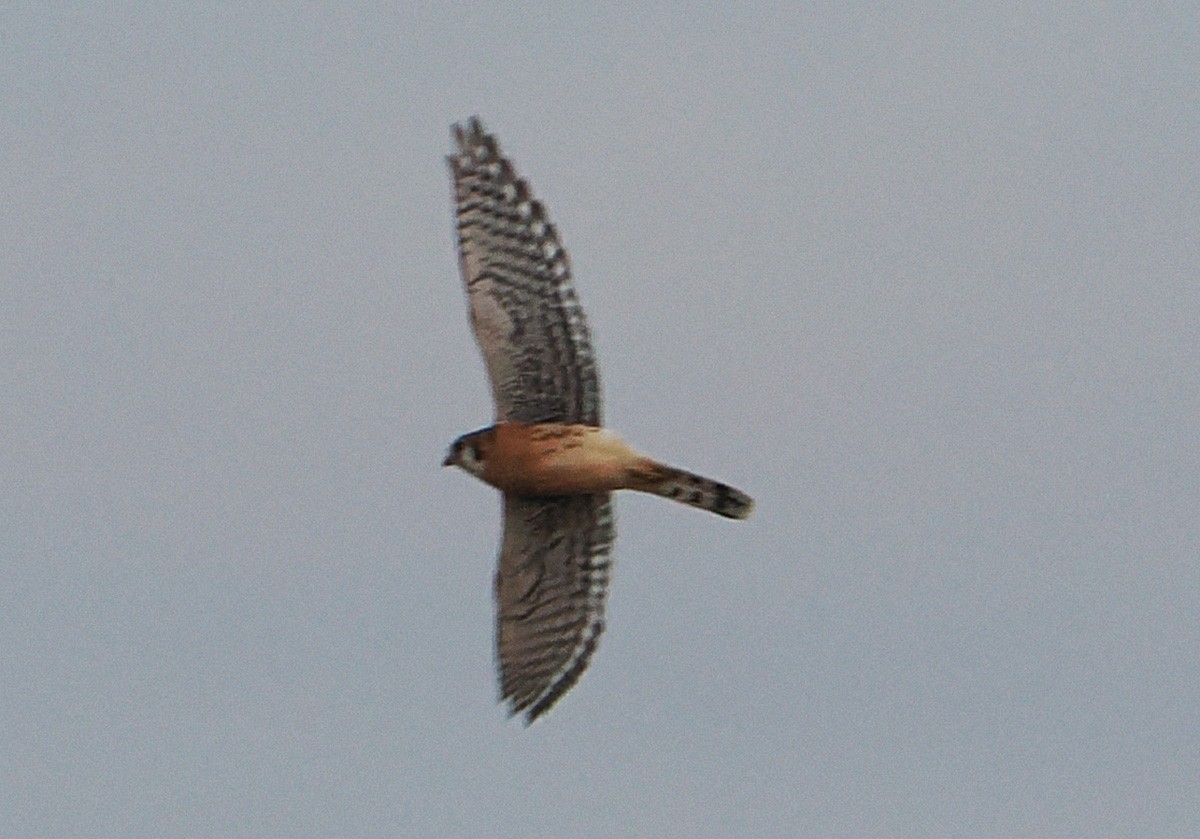 American Kestrel - ML645568144