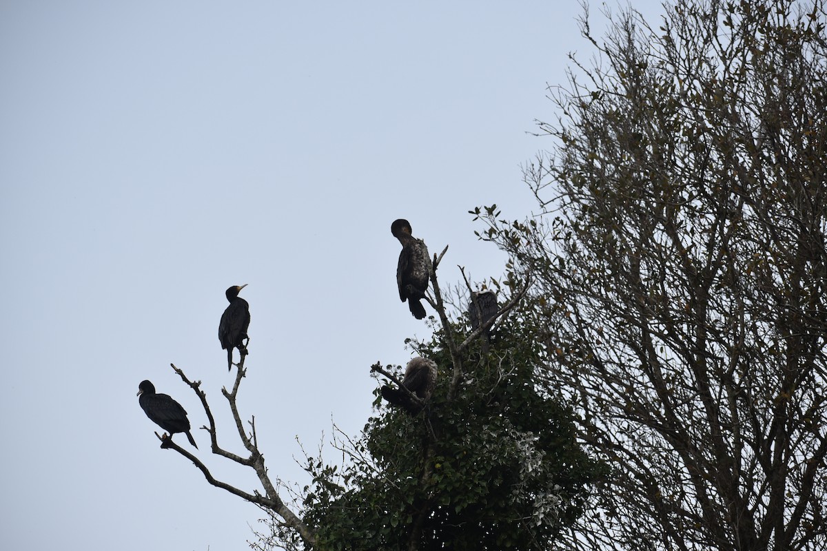 Great Cormorant - ML645568145