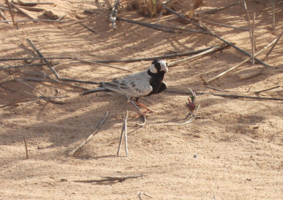 Black-crowned Sparrow-Lark - ML645568146