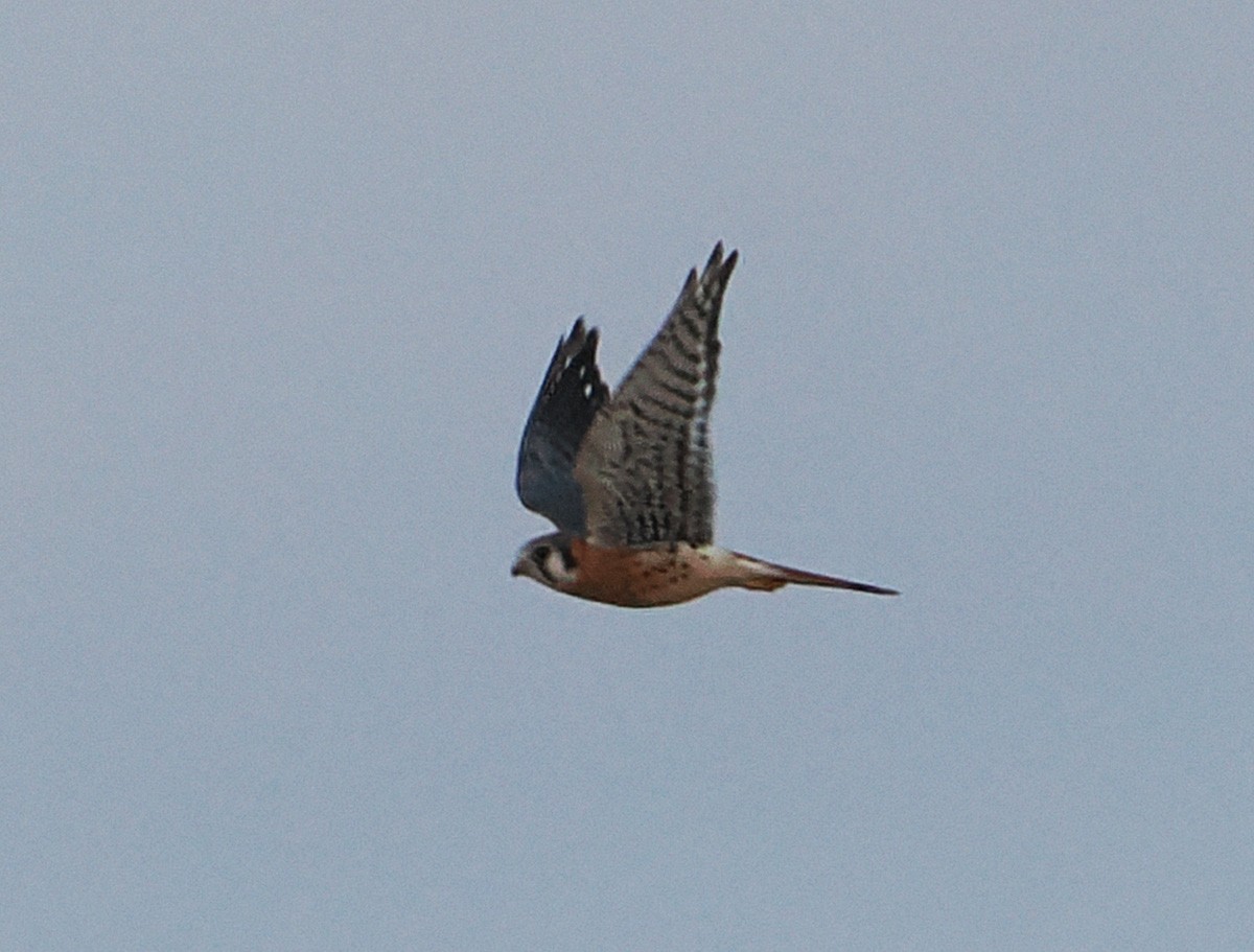 American Kestrel - ML645568148