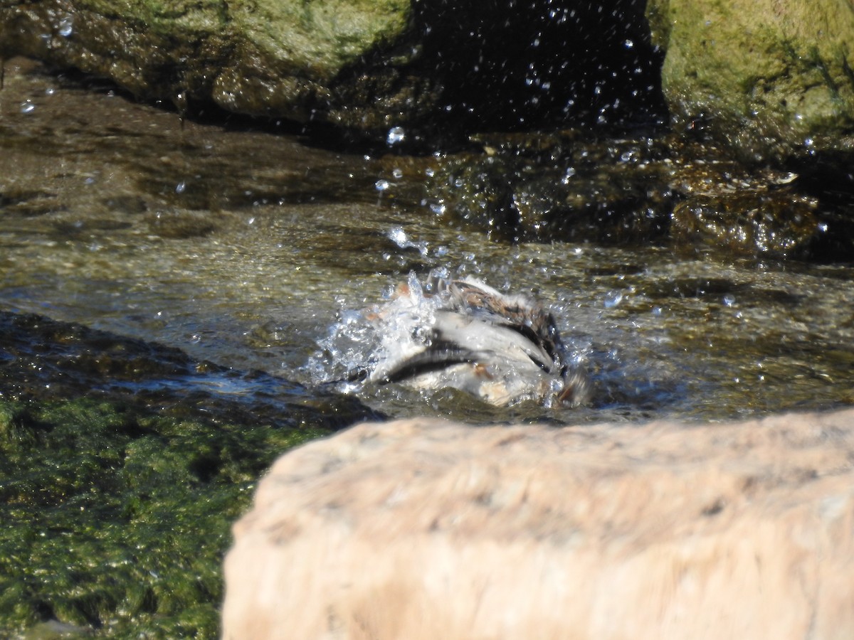 sněhule severní - ML645568159