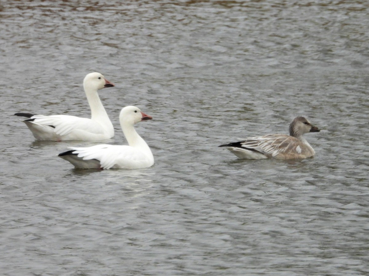 Snow Goose - ML645568166
