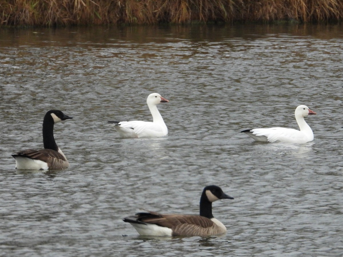 Snow Goose - ML645568167