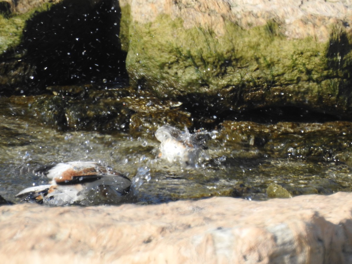 sněhule severní - ML645568168