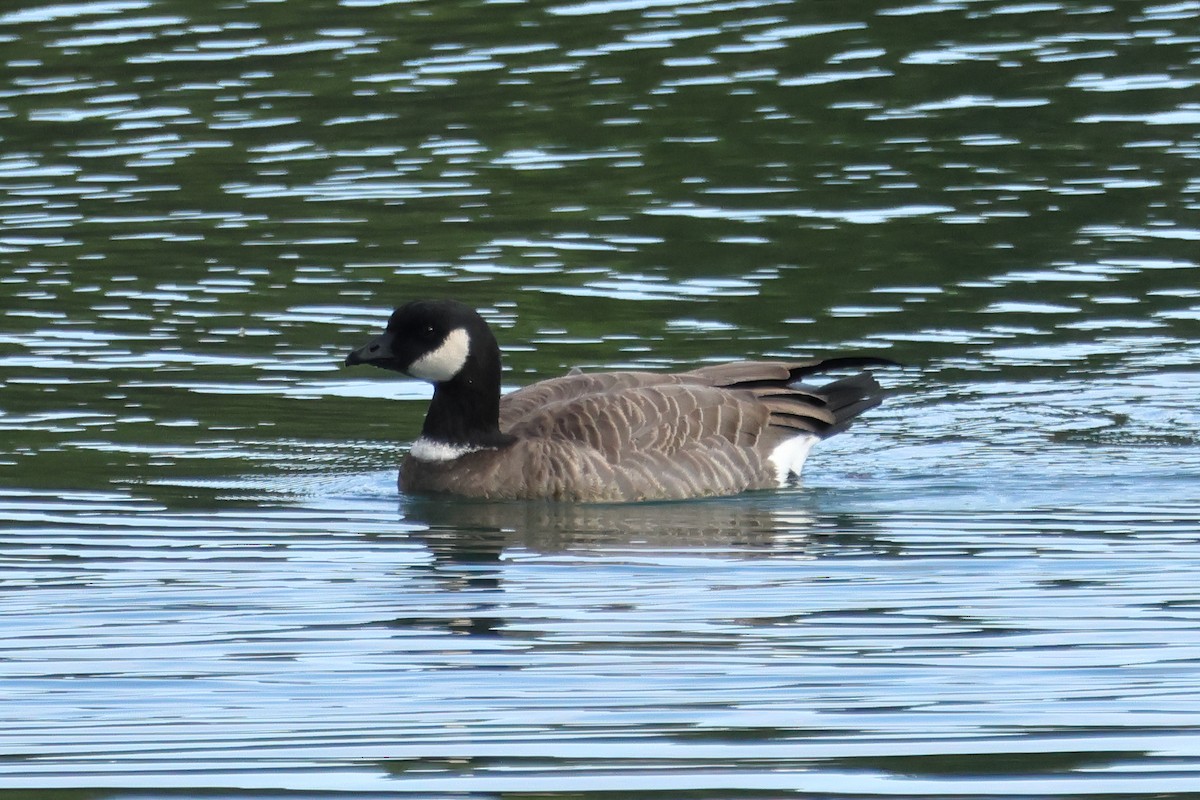 Cackling Goose (Aleutian) - ML645568174