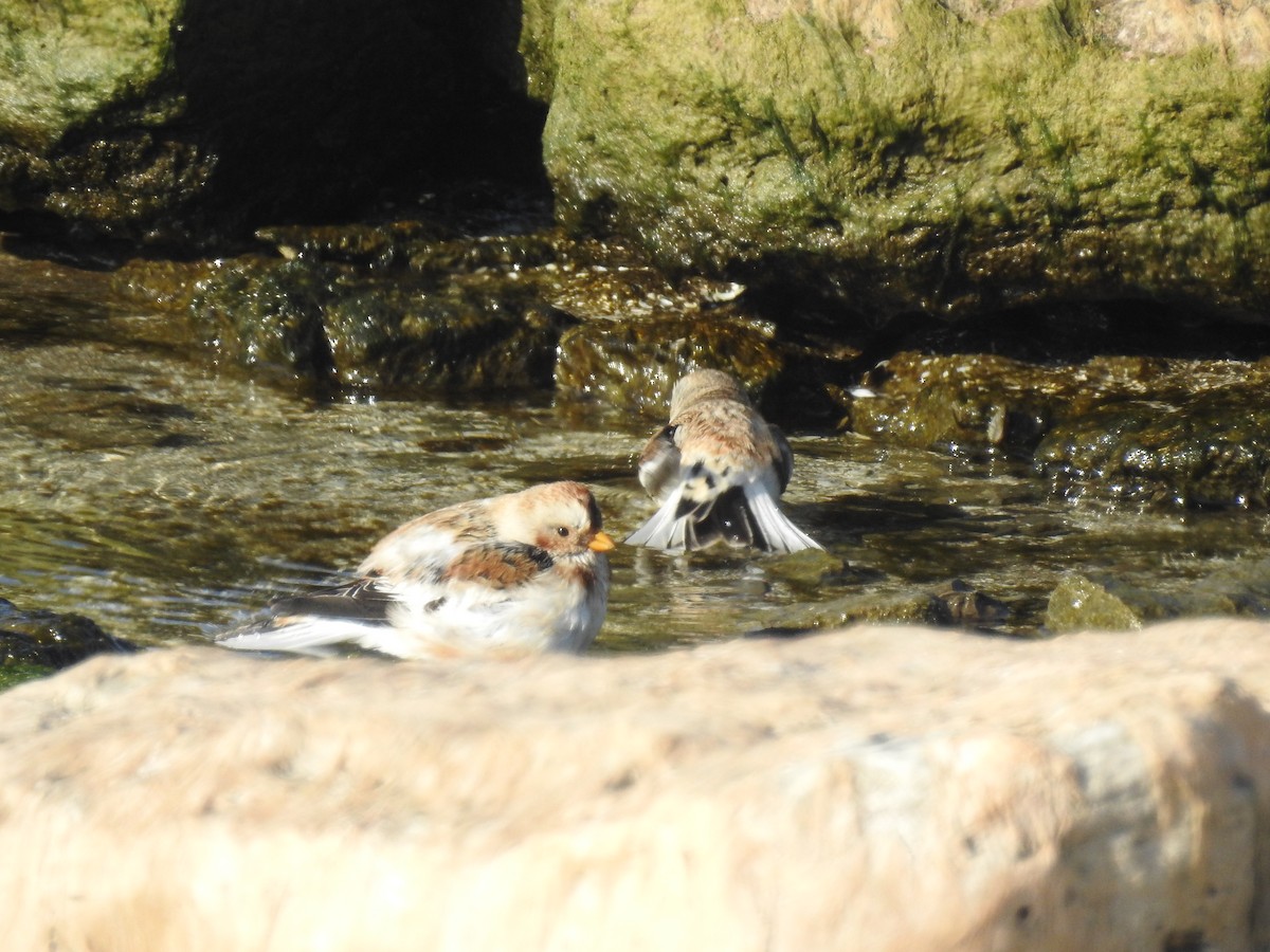 sněhule severní - ML645568179