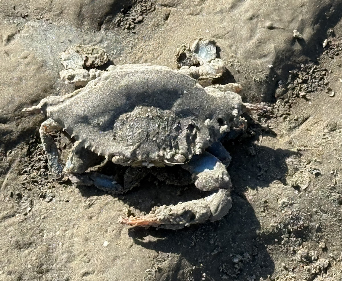 Blue Crabs - ML645568182