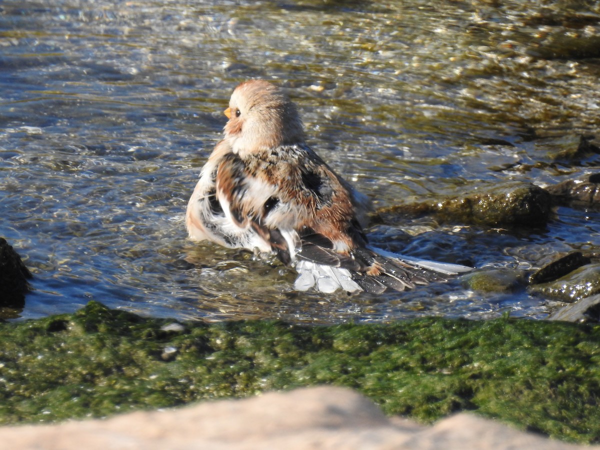 sněhule severní - ML645568183