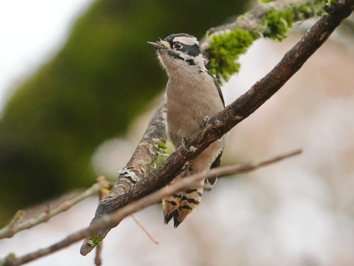Downy Woodpecker - ML645568184
