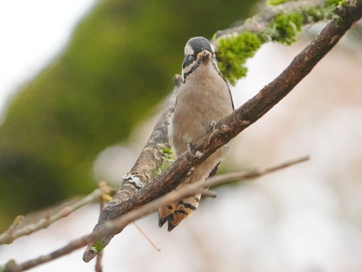 Downy Woodpecker - ML645568185