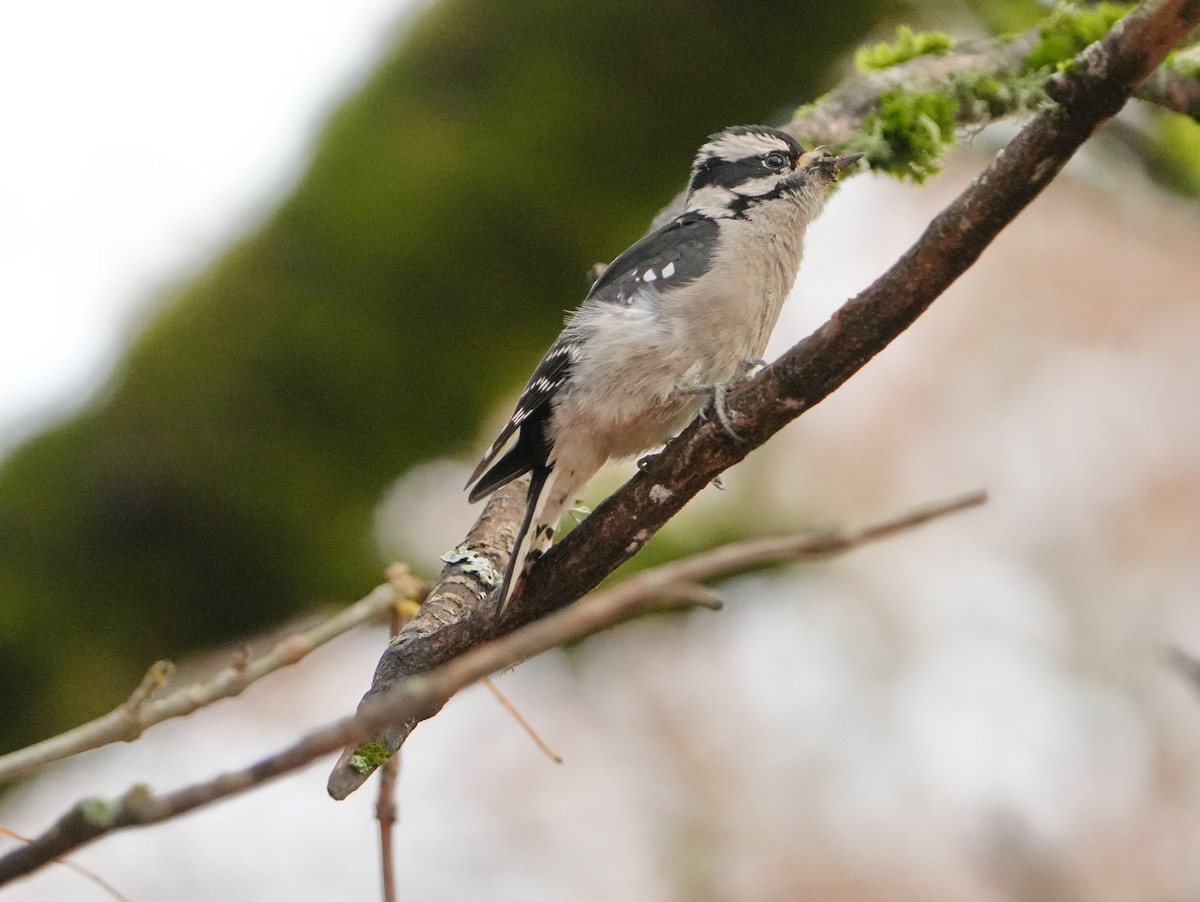 Downy Woodpecker - ML645568186