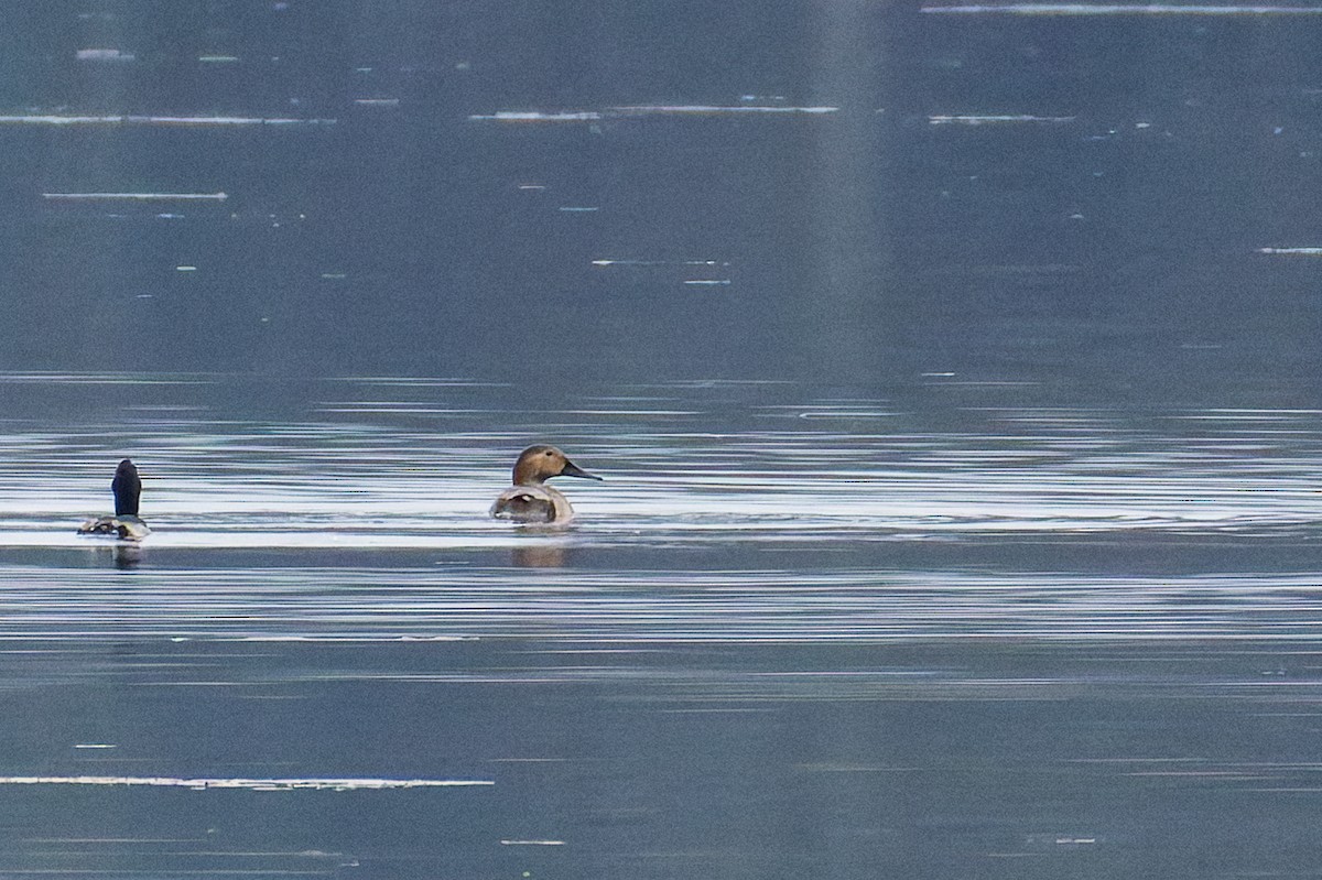 Murgilari bizkarzuria - ML645568190