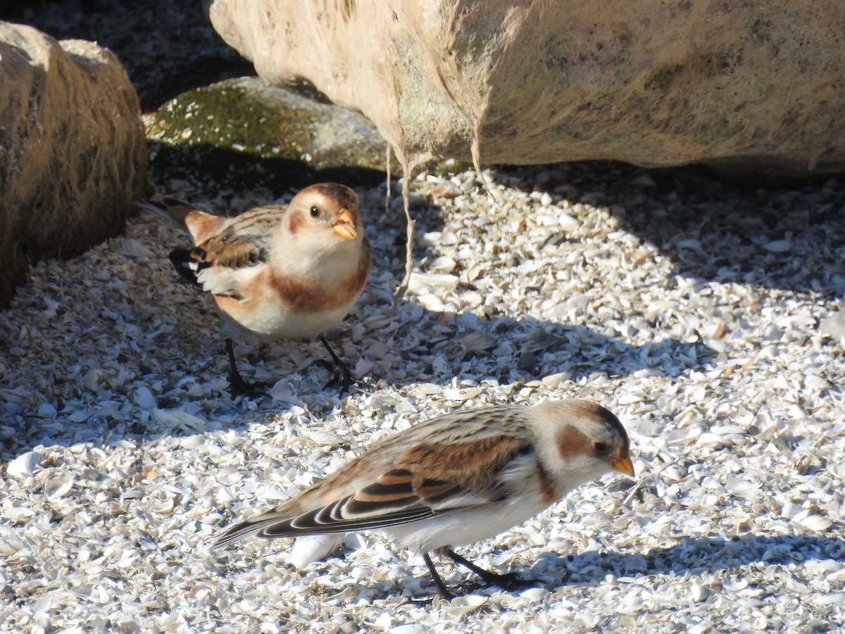 sněhule severní - ML645568194