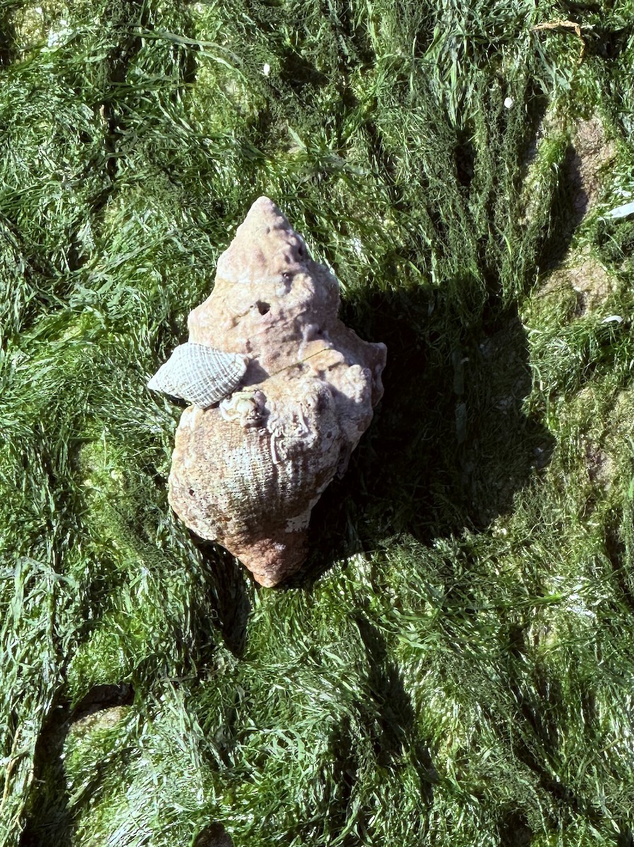 Pear Whelk - ML645568198