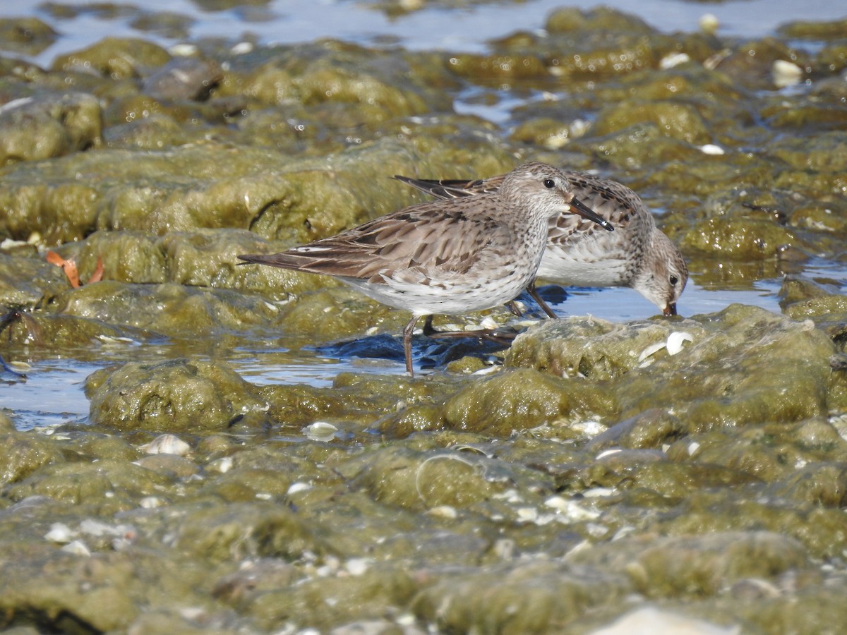 jespák tundrový - ML645568209