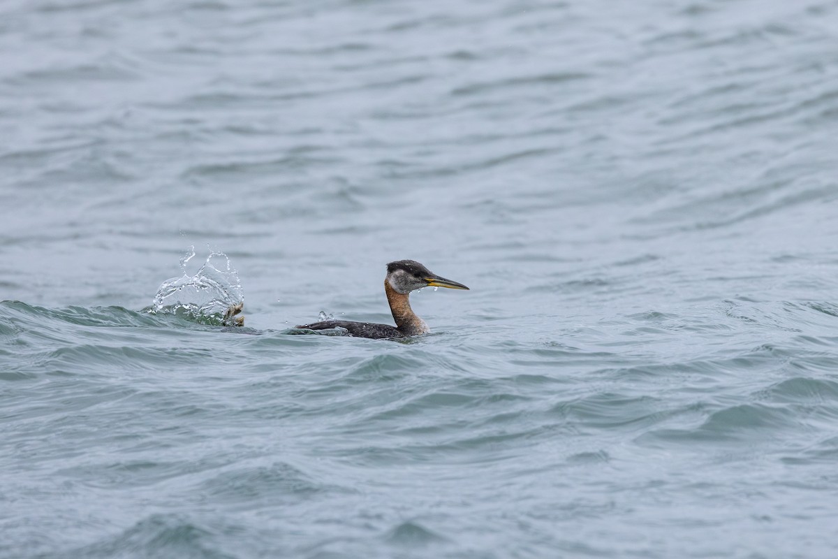 Red-necked Grebe - ML645568213