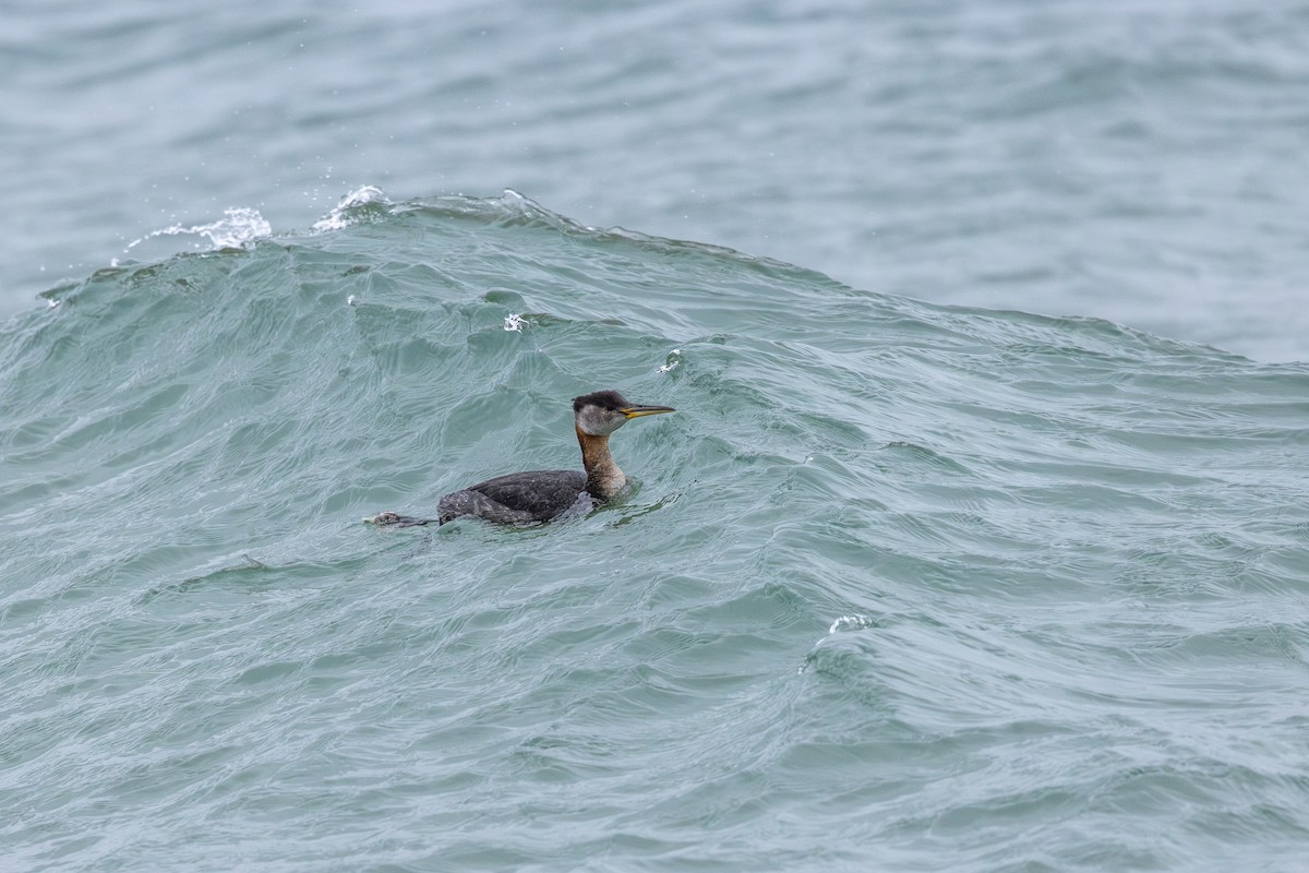 Red-necked Grebe - ML645568214