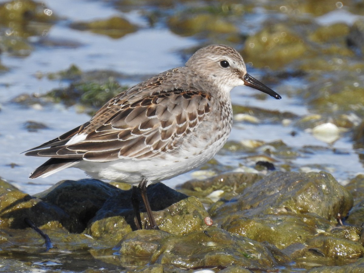 White-rumped Sandpiper - ML645568216