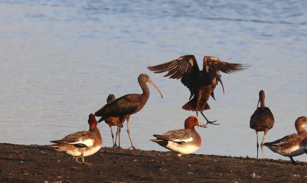 Glossy Ibis - ML645568219