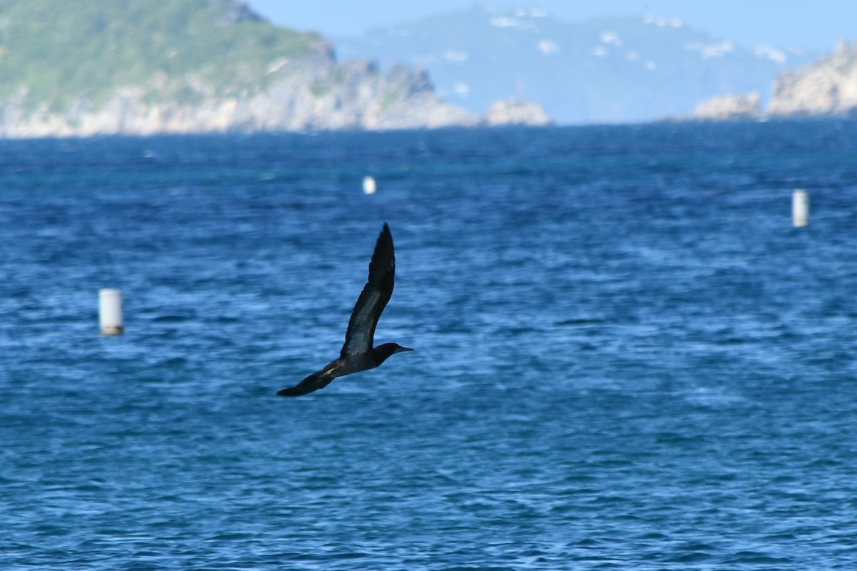 Brown Booby - ML645568223