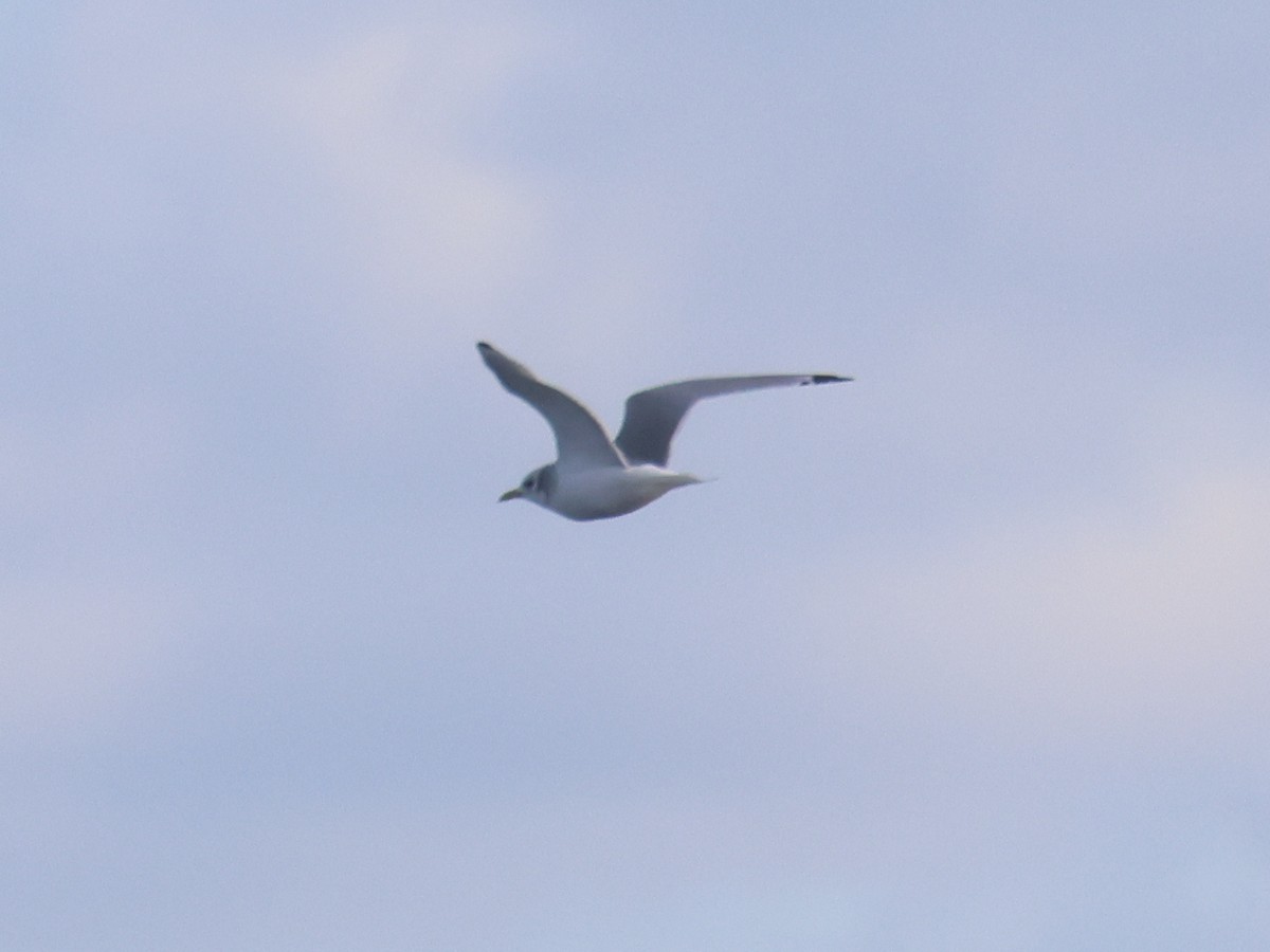 krykkje - ML645568230