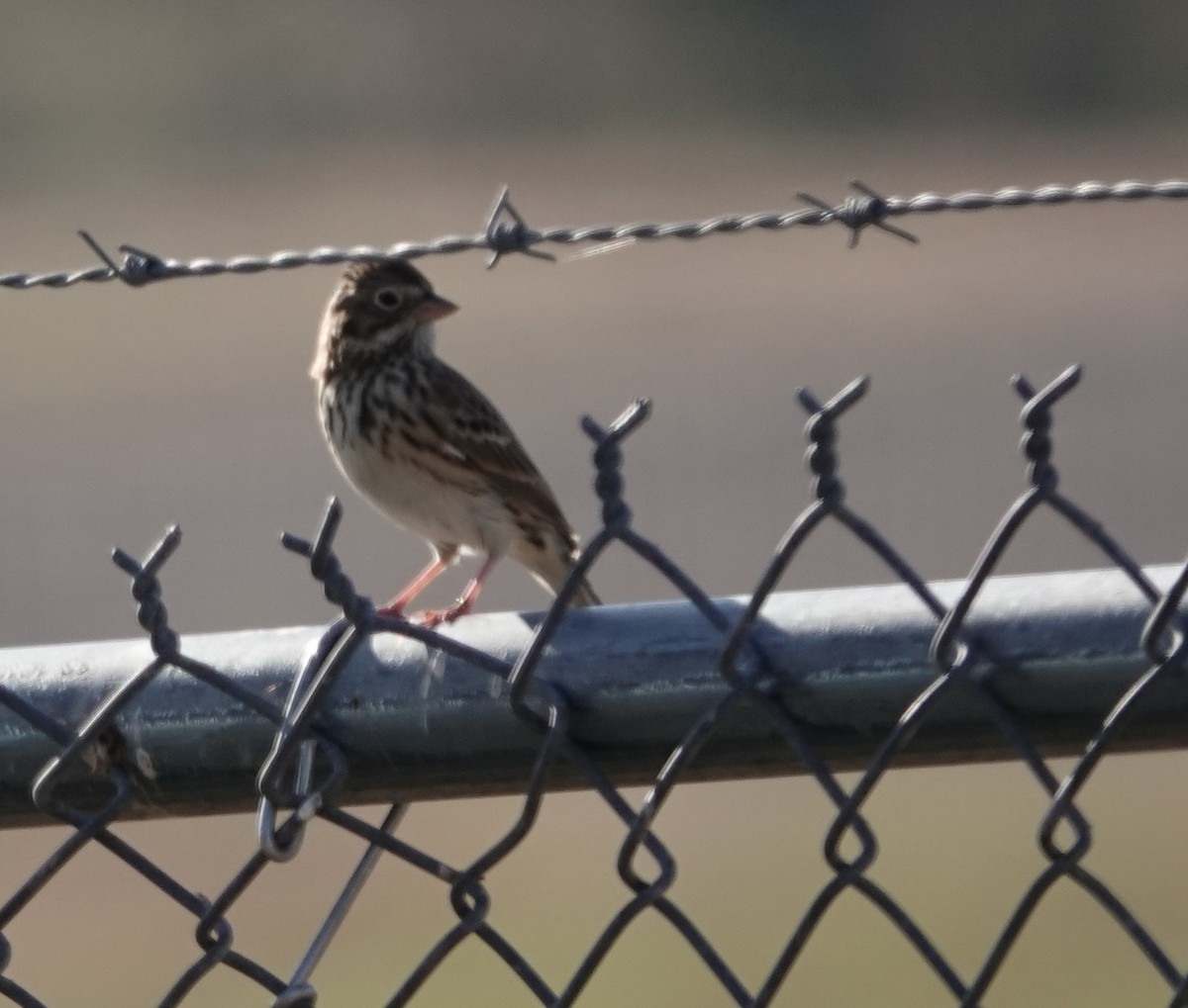 Bruant vespéral - ML645568277