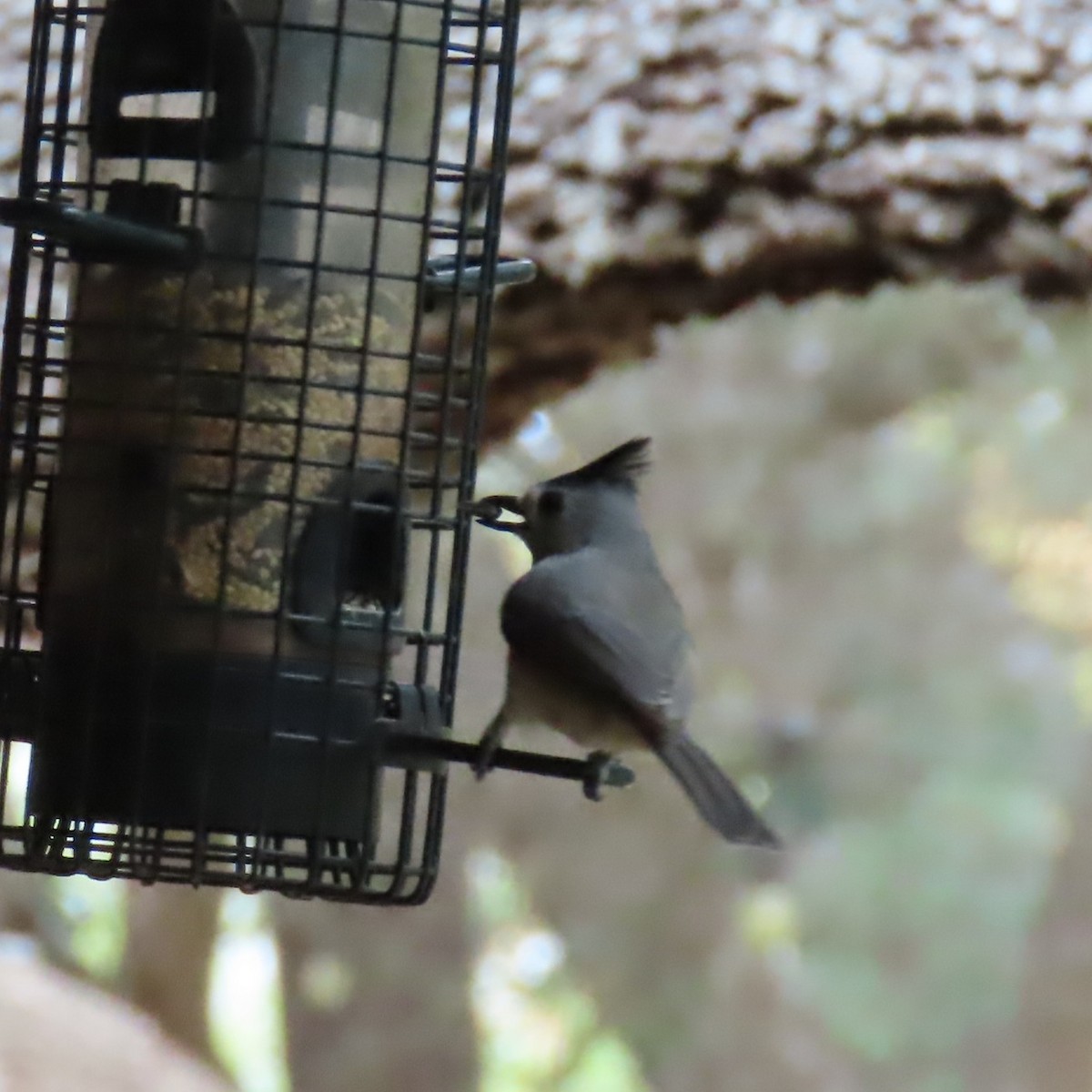 Black-crested Titmouse - ML645568282