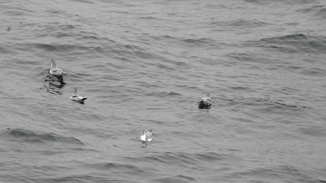 Antarctic Prion - ML645568284